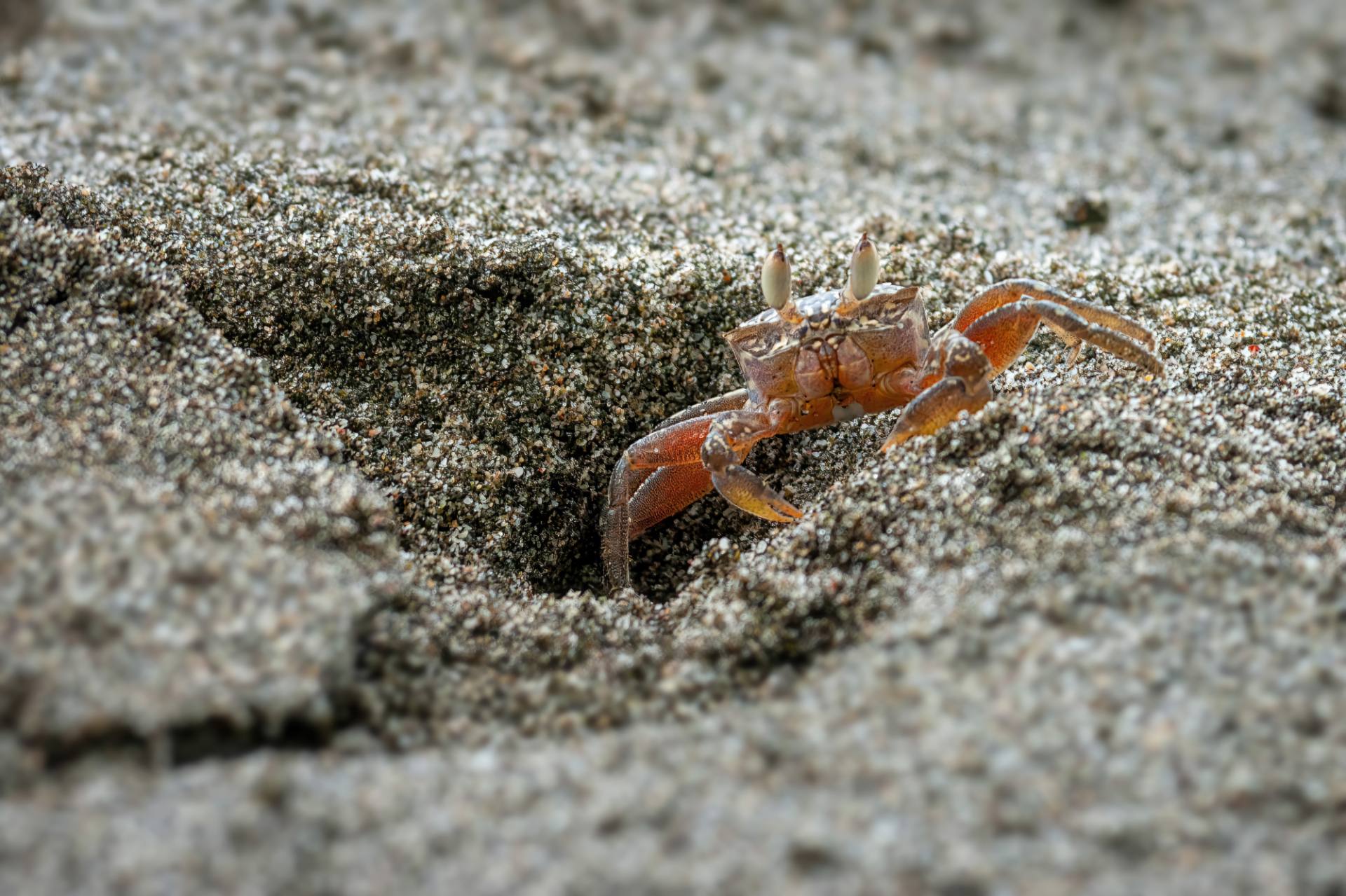 Sandkrabbe, auch Strandkrabbe genannt